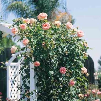 Pearly Gates™ Climbing Rose