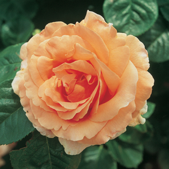 Rose, Climbing, Polka™