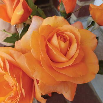 Rose, Climbing, Tangerine Skies™ Rose, Climbing, Tangerine Skies™