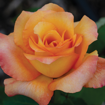 Rose, Hybrid Tea, Adolf Horstmann® 1.5 Grade Rose, Hybrid Tea, Adolf Horstmann® 1.5 Grade