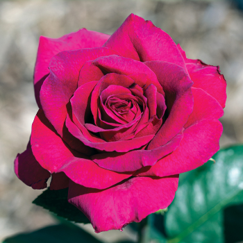 Hybrid Tea Roses: Edmunds' Roses