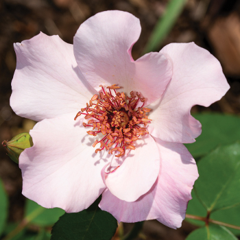 Rose, Hybrid Tea, Dainty Bess 1.5 Grade