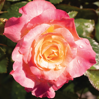 Rose, Floribunda, Day Breaker™ 1.5 Grade
