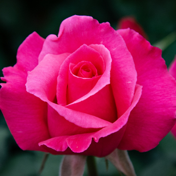 Rose, Hybrid Tea, Electron