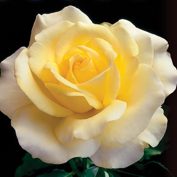 Rose, Hybrid Tea, Elina 1.5 Grade