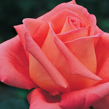 Rose, Hybrid Tea, Folklore 1.5 Grade Rose, Hybrid Tea, Folklore 1.5 Grade