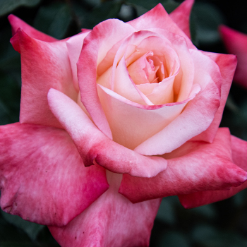 Rose, Hybrid Tea, Gemini™ 1.5 Grade