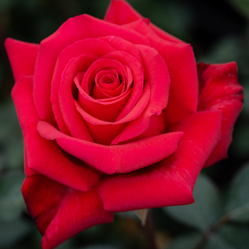 Rose, Hybrid Tea, Kardinal 1.5 Grade