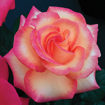 Rose, Hybrid Tea, LeAnn Rimes 1.5 Grade Rose, Hybrid Tea, LeAnn Rimes 1.5 Grade