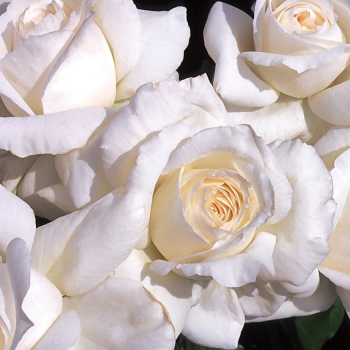 Rose, Grandiflora, Maria Shriver 1.5 Grade