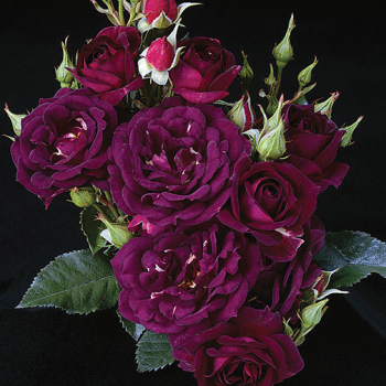 Rose, Shrub, Midnight Blue 1.5 Grade