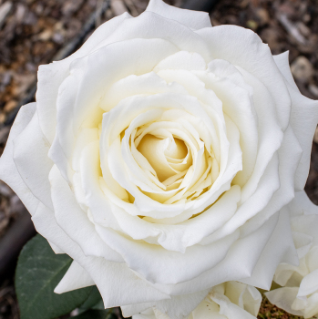 Rose, Hybrid Tea, Tineke 1.5 Grade