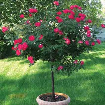 Rose, 24" Patio Tree, Double Knock Out®