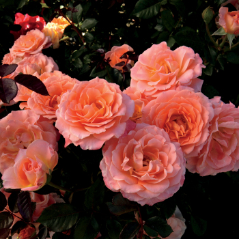 Jump For Joy 24" Patio Tree Rose