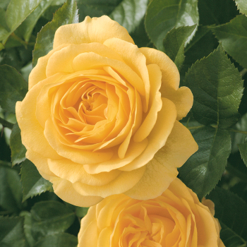 Julia Child® 36 Inch Tree Rose