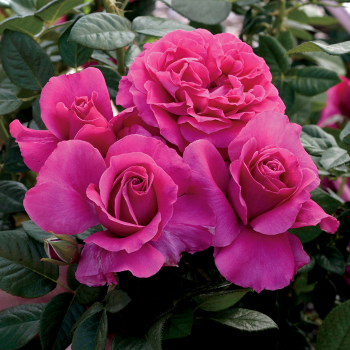 Pretty Lady Rose™ 36 Inch Tree Rose