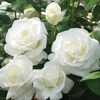 Rose, 36" Tree, Sugar Moon™