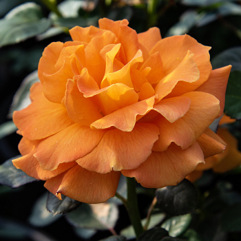 New Offerings: Edmunds' Roses