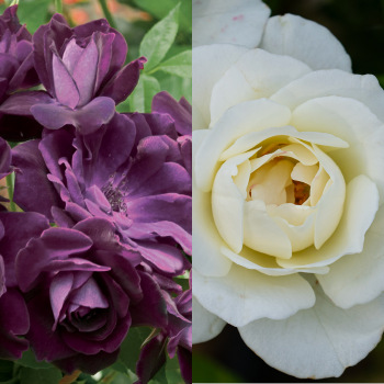 Rose, Twofer™ Tree, Burgundy Iceberg & Iceberg Rose, Twofer™ Tree, Burgundy Iceberg & Iceberg