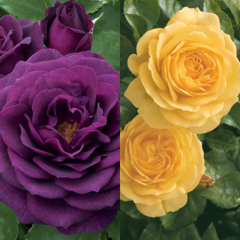 Rose, Twofer™ Tree, Ebb Tide® & Julia Child Rose, Twofer™ Tree, Ebb Tide® & Julia Child