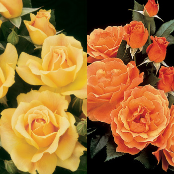Rose, Twofer™ Tree, Easy Going™ & Livin' Easy Rose, Twofer™ Tree, Easy Going™ & Livin' Easy