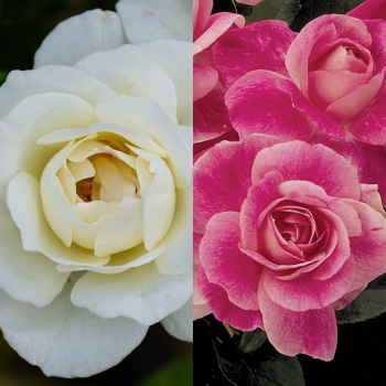 Rose, Twofer™ Tree, Brilliant Pink Iceberg & Iceberg Rose, Twofer™ Tree, Brilliant Pink Iceberg & Iceberg