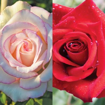 Rose, Twofer™ Tree, Moonstone® & Olympiad Rose, Twofer™ Tree, Moonstone® & Olympiad