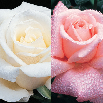Rose, Twofer™ Tree, Full Sail & New Zealand Rose, Twofer™ Tree, Full Sail & New Zealand