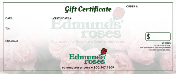Gift Certificate