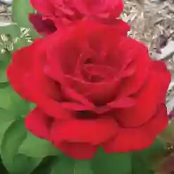 Chrysler Imperial Hybrid Tea Rose