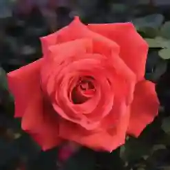 Fragrant Cloud Hybrid Tea Rose