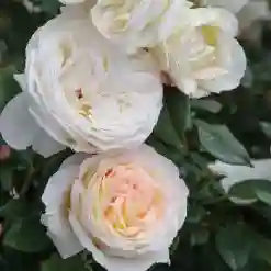 Top Cream™ Hybrid Tea Rose