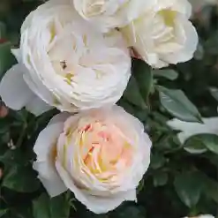 Top Cream™ Hybrid Tea Rose