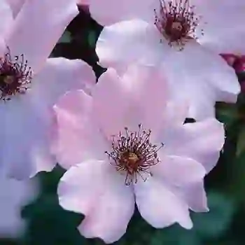 Rose, Hybrid Tea, Dainty Bess 1.5 Grade