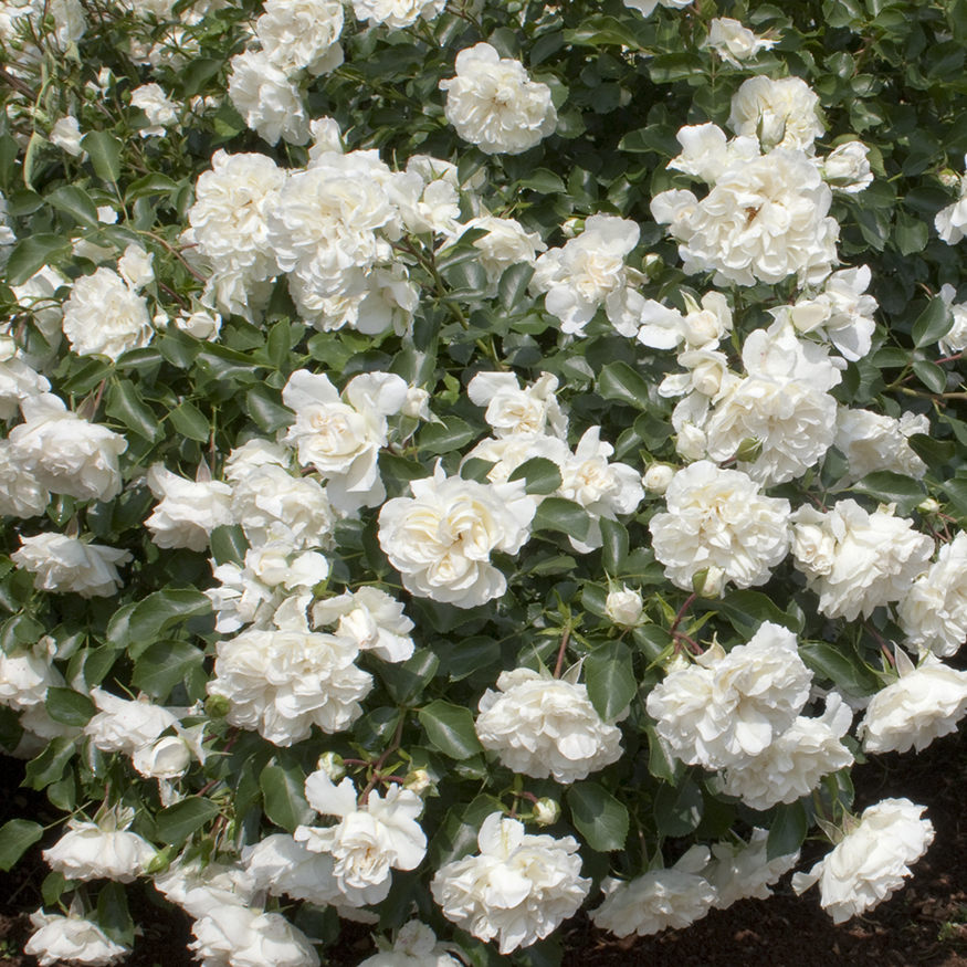 Groundcover Roses