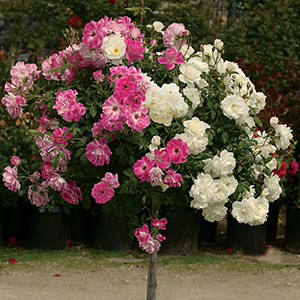 36 Tree Roses