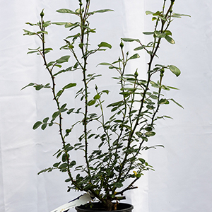 Potted Roses