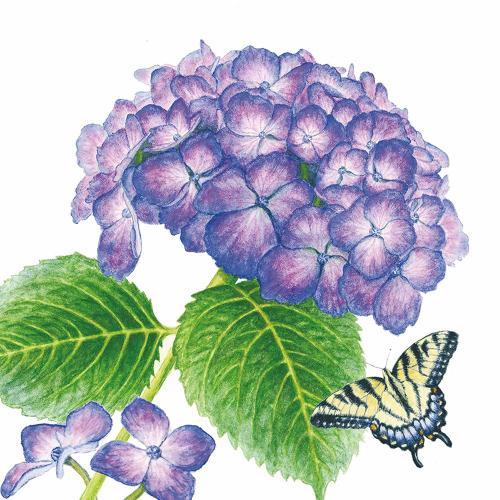 Hydrangea & Butterfly Lunch Napkins