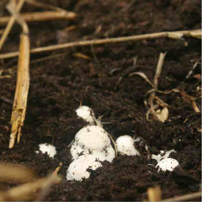 pins of the almond agaricus mushroom growing in compost