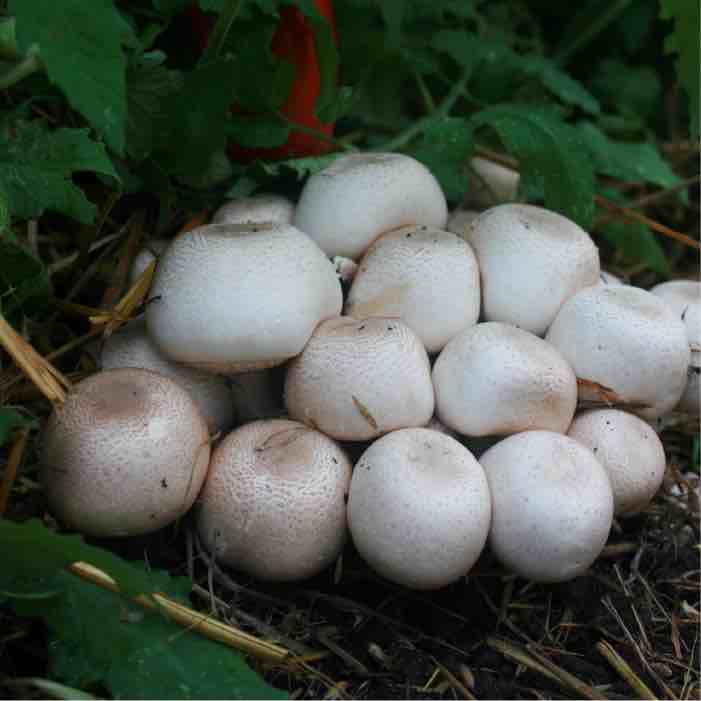 a cluster of almond agaricus mushrooms growing underneath a tomato plant