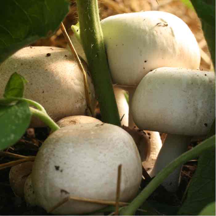 almond agaricus mushroom growing under a tomato plant