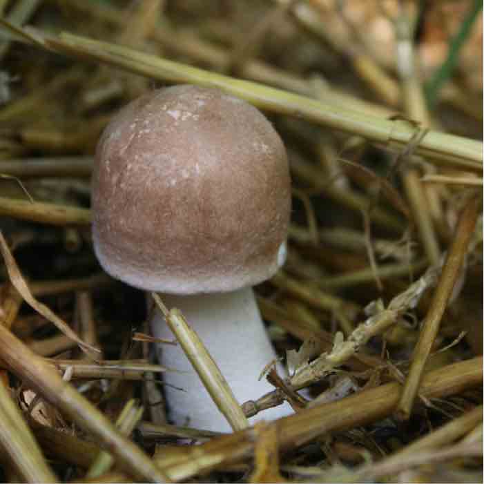 a single almond agaricus mushroom