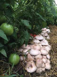 Almond Under Tomatoes
