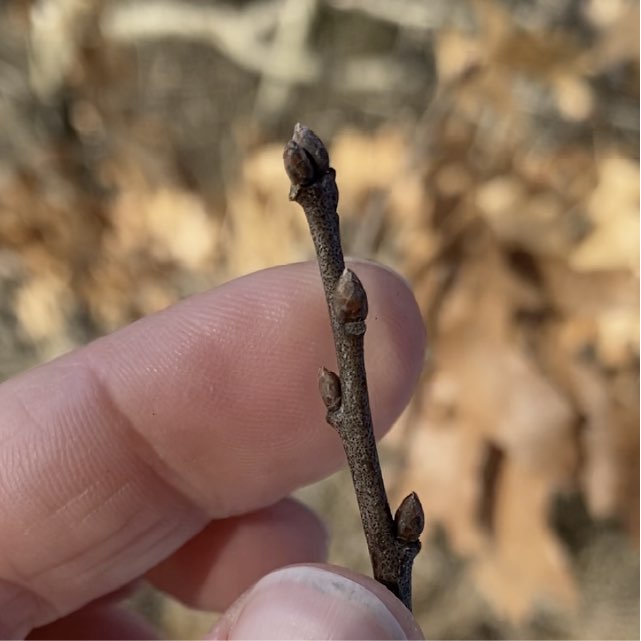 Hand holding an oak twig with a dormant bud