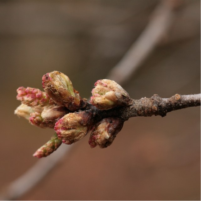 cluster of oak buds breaking open into flowering state