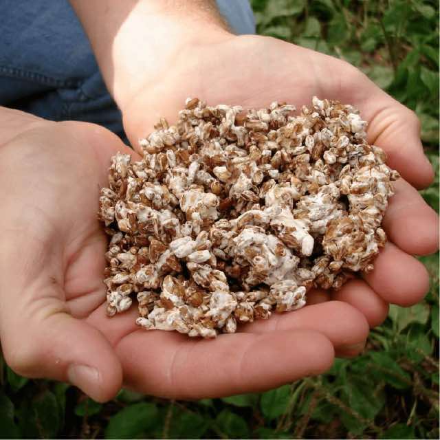 Grain spawn for oyster mushroom production