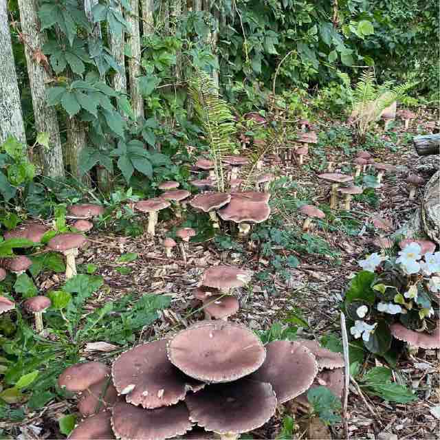 Fall Wine Cap Mushroom
