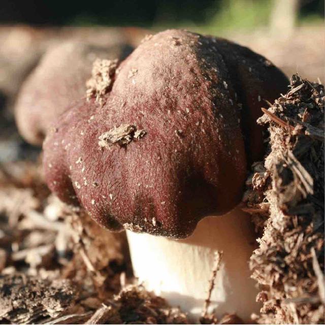 Wine Cap Mushroom ready for harvest 