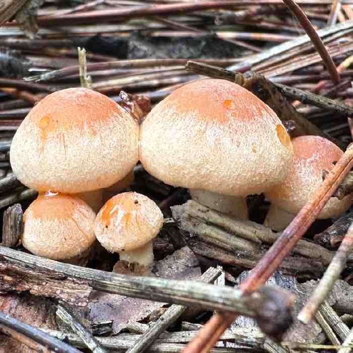a cluster of brick cap mushrooms
