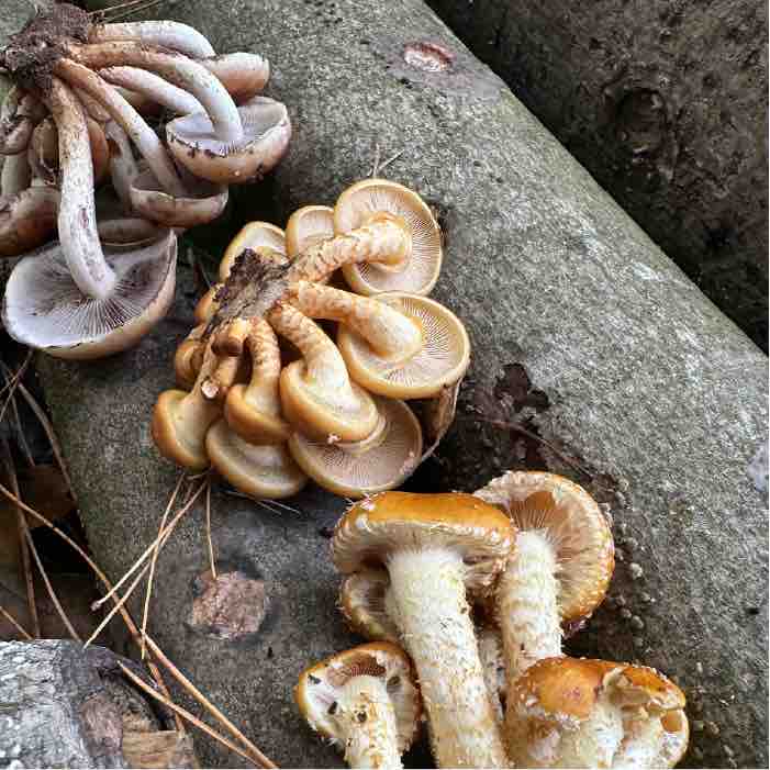 underside of mushrooms